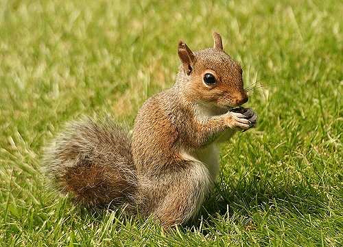 Eastern Gray Squirrel Sciurus carolinensis