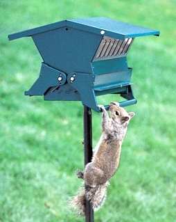 Absolute II Squirrel Proof Bird Feeder - Keeps those pesky squirrels from stealing the seed!