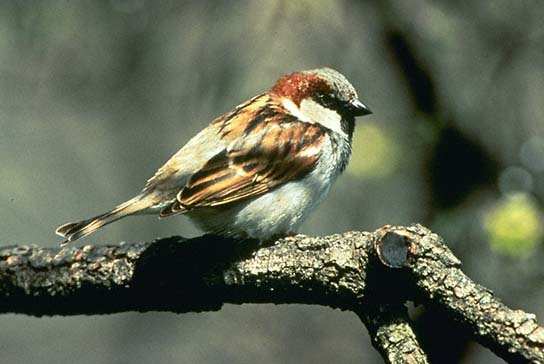 House Sparrow