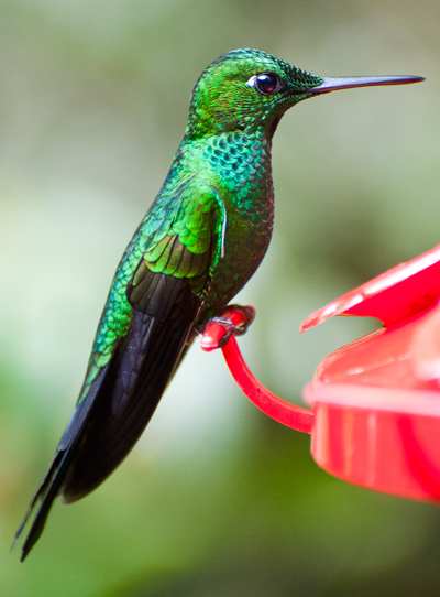 Hummingbird at Feeder