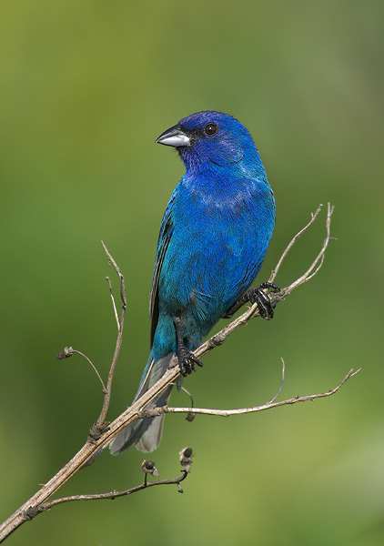 Indigo Bunting