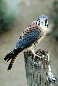 American Kestrel