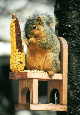 Squirrel Chair Feeder