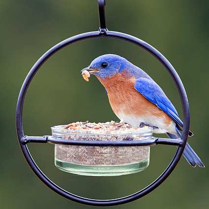 Sphere Clear Hanger Mealworm Feeder