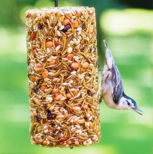 Bugs, Nuts & Fruit Seed Cylinder