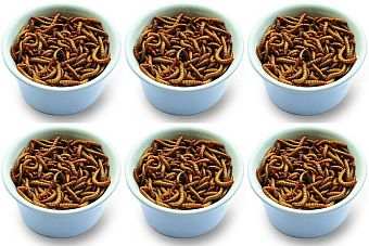Cupped Live Mealworms 6-Pack