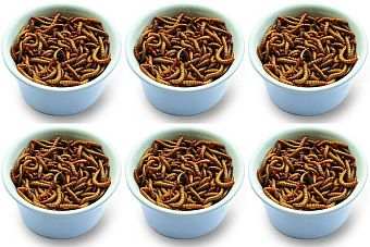 Cupped Live Mealworms 6-Pack