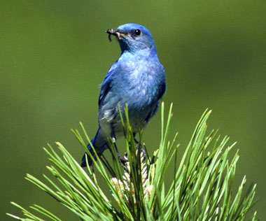 Mountain Bluebird