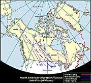 Bird Migration Pathways