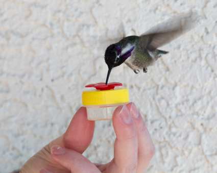 Nectar Dots Handheld Hummingbird Feeder