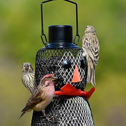 No/No Penguin Wire Mesh Bird Feeder