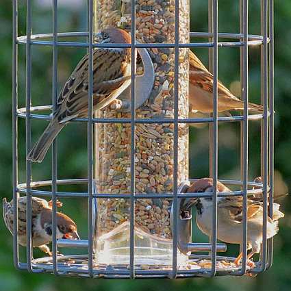 Nuttery Original Extra Large Seed Feeder