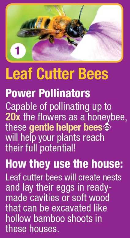 Better Gardens Deluxe Beneficial Insect House