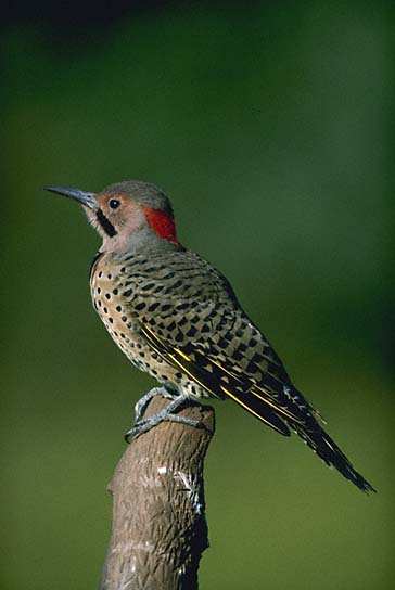 Northern Flicker