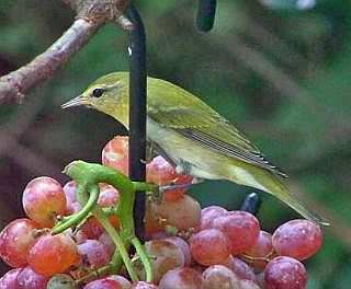 The Hand Forged Oriole Fruit Feeder is great for feeding bunches of grapes!