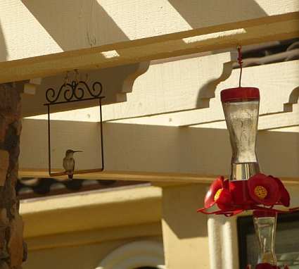 Pop's Original Hummingbird Swing Flat Brown in use with hummingbird feeders
