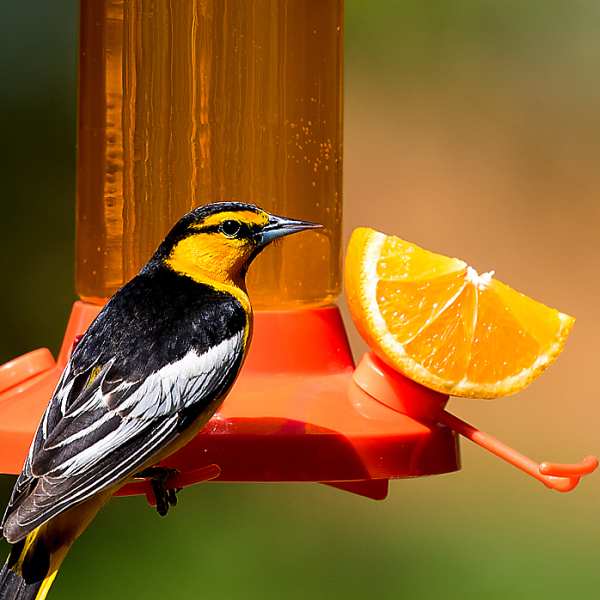 Fruit Trio Oriole Nectar Feeder 30 oz.