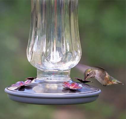 Starglow Vintage Hummingbird Feeder