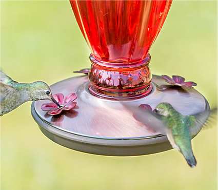 Daisy Vase Vintage Hummingbird Feeder