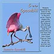 B is for Bufflehead - S is for Spoonbill
