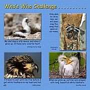 B is for Bufflehead - Who's Who Challenge