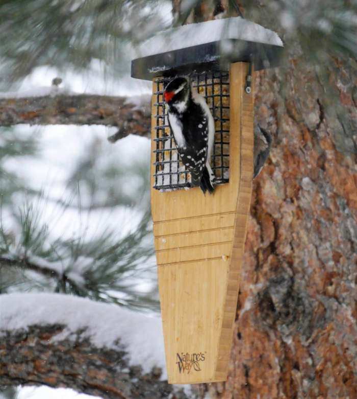 Bamboo Tail-Prop Suet Feeder