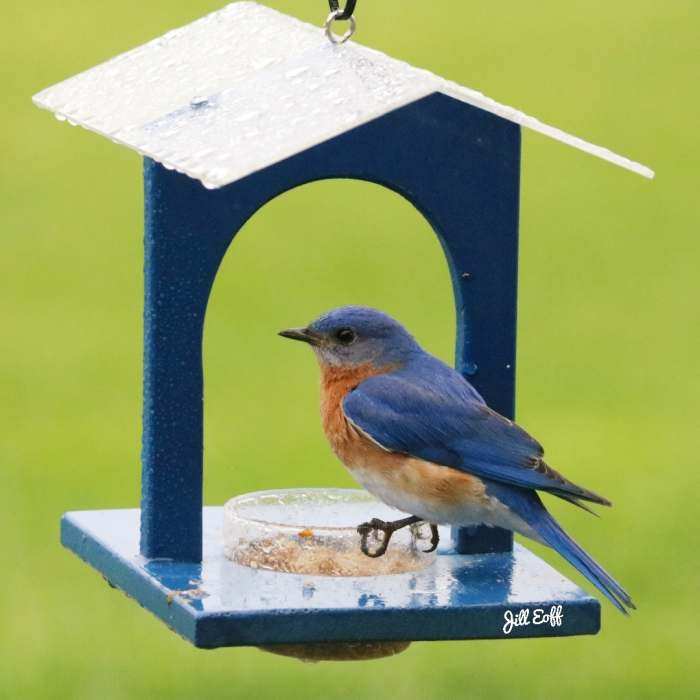 Bluebird Joint Mealworm Feeder