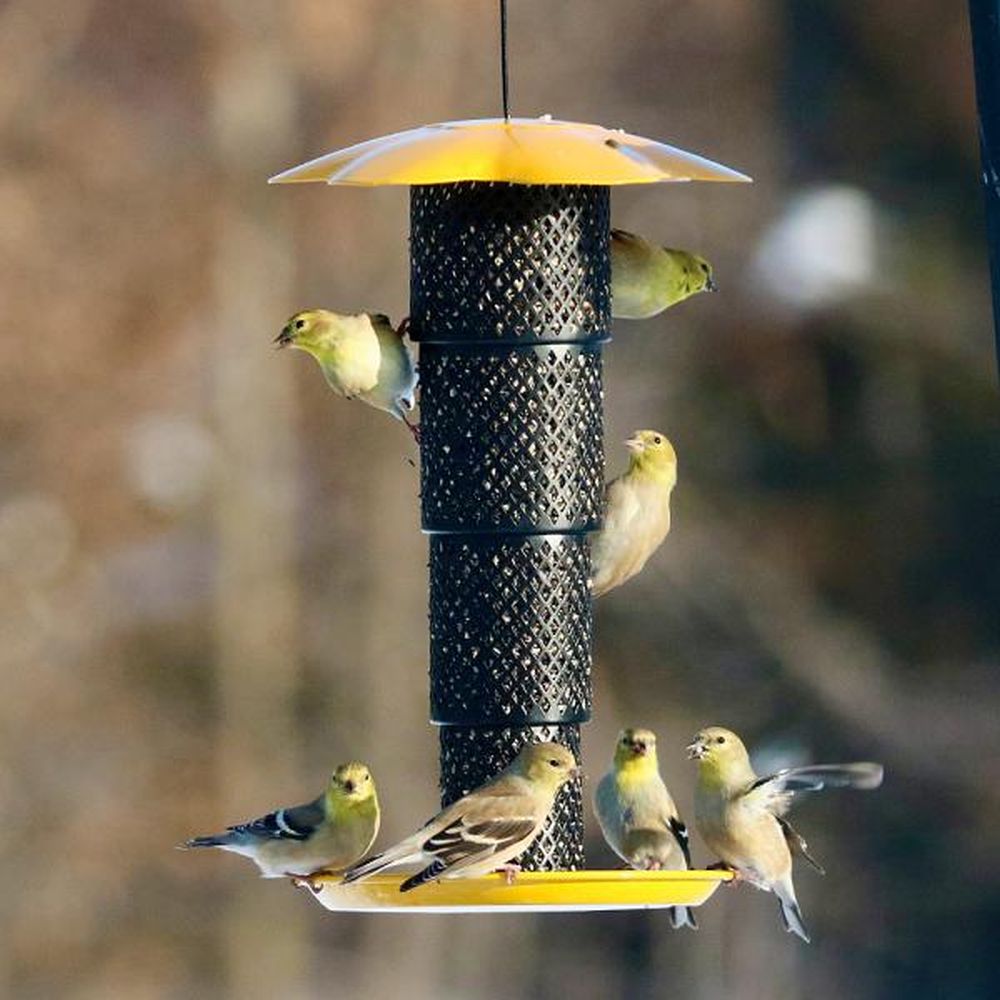 Songbird Sunflower Kernal Collapsible Mesh Feeder