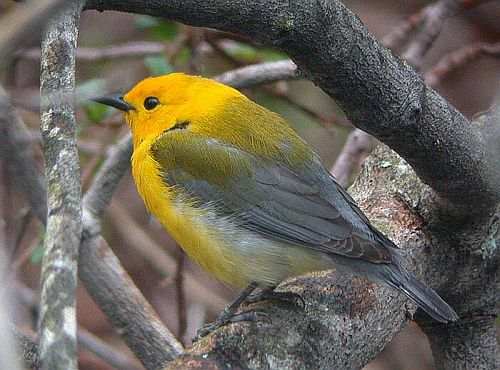 Prothonotary Warbler