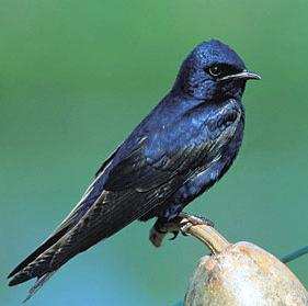 Purple Martin Progne subis