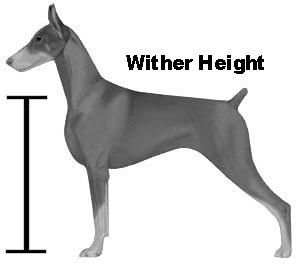 Proper Feeder Height For Dogs - Wither Height