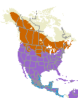 American Kestrel