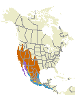 Ash-throated Flycatcher