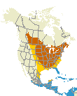 Baltimore Oriole