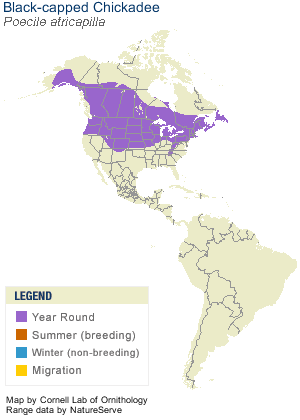 Black-capped Chickadee Range Map