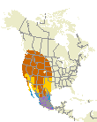 Black-headed Grosbeak