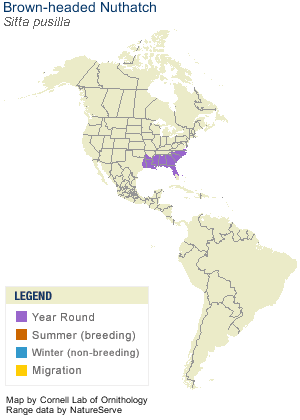 Brown-headed Nuthatch Range Map
