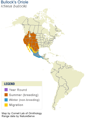 Bullock's Oriole Range Map