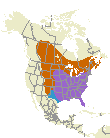 Common Grackle