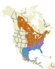 Eastern Phoebe