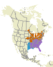 Eastern Towhee