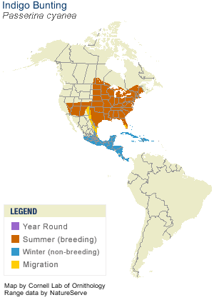 Indigo Bunting Range Map