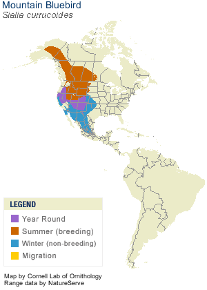 Mountain Bluebird Range Map