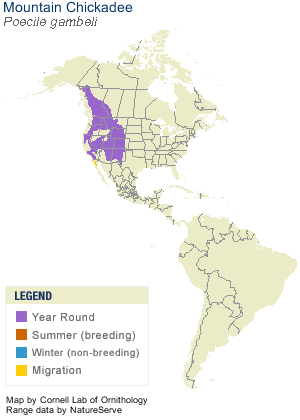 Mountain Chickadee