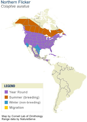 Northern Flicker Range Map