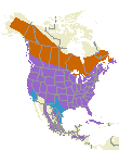 Northern Flicker