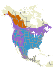 Pine Siskin