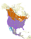 Red-winged Blackbird