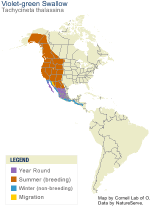 Violet-green Swallow Range Map