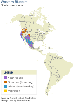 Western Bluebird Range Map